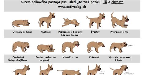 reč tela psa a význam jeho signálov