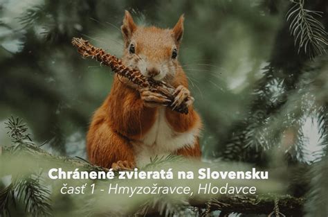 Hlodavce v tatranskom horskom ekosystéme