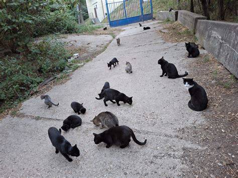 Dobrovoľníci starajúci sa o mačky