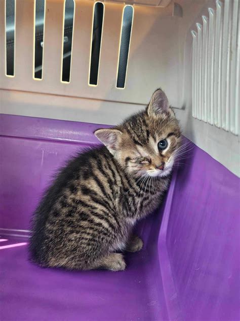 Adoptované mačky v bezpečnom domove