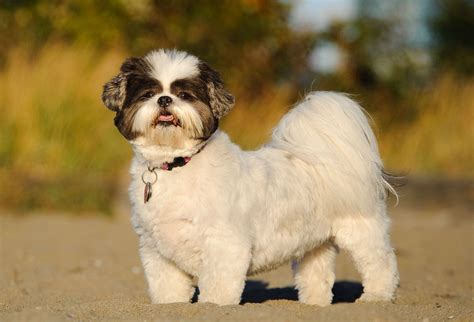 shih tzu na mäkkom vankúši