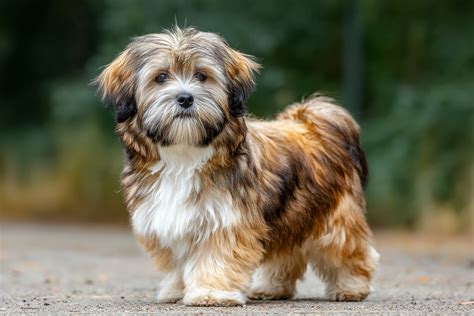 lhasa apso pokojne sediaci doma