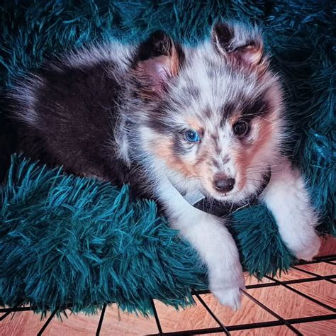 šteňa sheltie s rodokmeňom