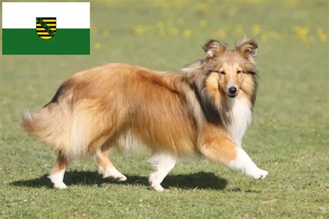 farby a kresby srsti sheltie
