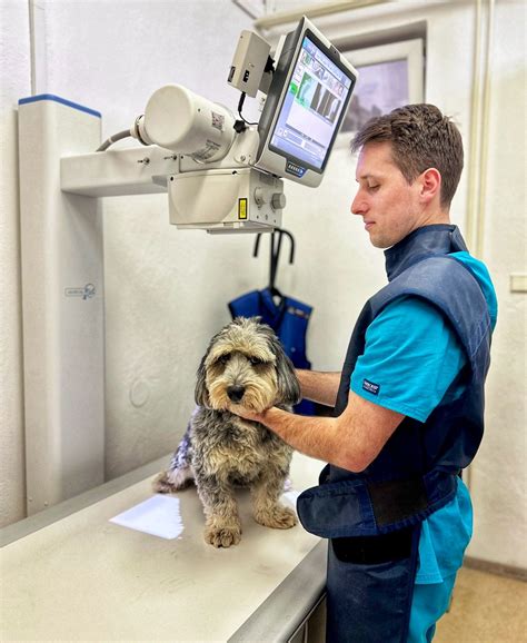 veterinárne RTG vyšetrenie psa
