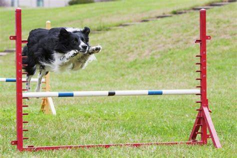 Border kólia pri agility tréningu