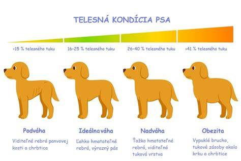 Hodnotenie svalovej kondície psa