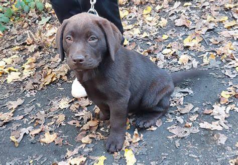 Šteniatko labradora v rodinnom prostredí