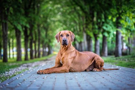 rodézsky ridgeback v prírode