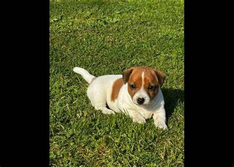 česanie Jack Russell teriéra gumenou kefou