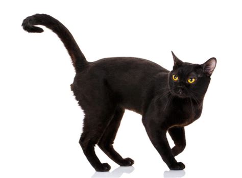bombajská mačka čierny panter
