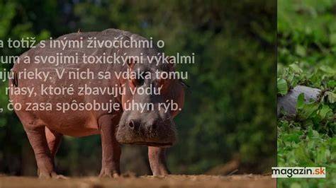 Najnebezpečnejšie zvieratá sveta