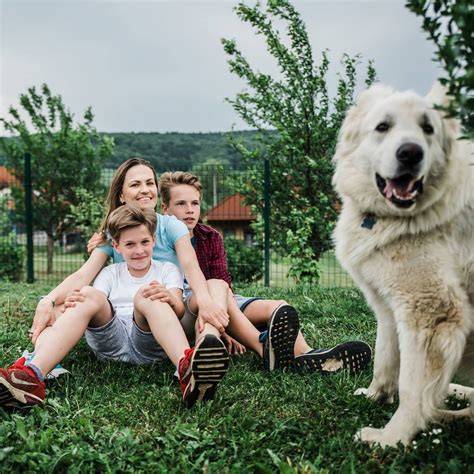 odstavené šteňatá v bezpečnom chove
