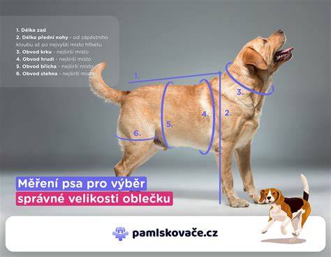 Správne sušenie psa uterákom