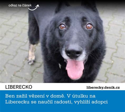 Pes z útulku čaká na nový domov