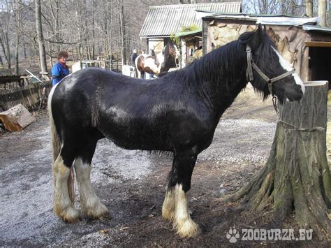 Írsky cob strakatý kôň s rousmi