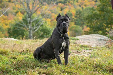 Cane Corso s mohutnou stavbou tela
