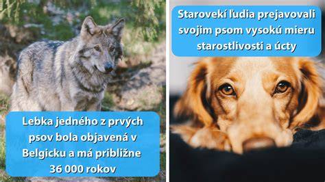 Vývoj vlka na domáceho psa