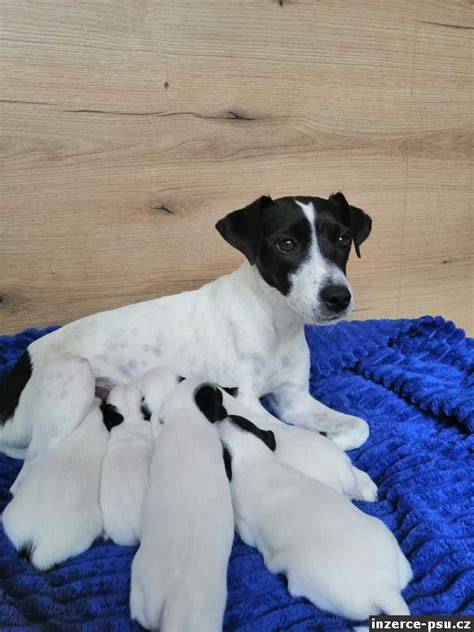 Jack Russell teriér so šteniatkami