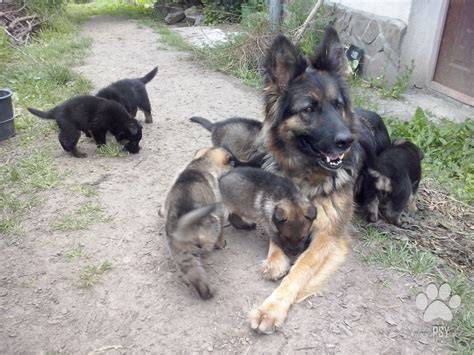Čierny kríženec labradora a nemeckého ovčiaka