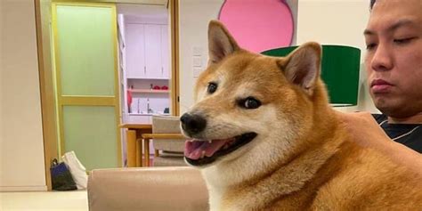 Cheems Balltze shiba inu portrét