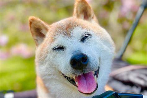 Kabosu Doge shiba inu fotografia