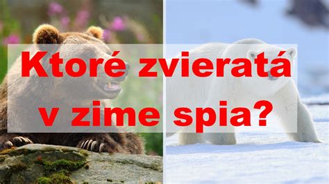 fotograf v kryte počas zimného pozorovania zvierat