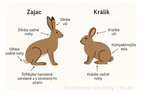 zajac a králik porovnanie