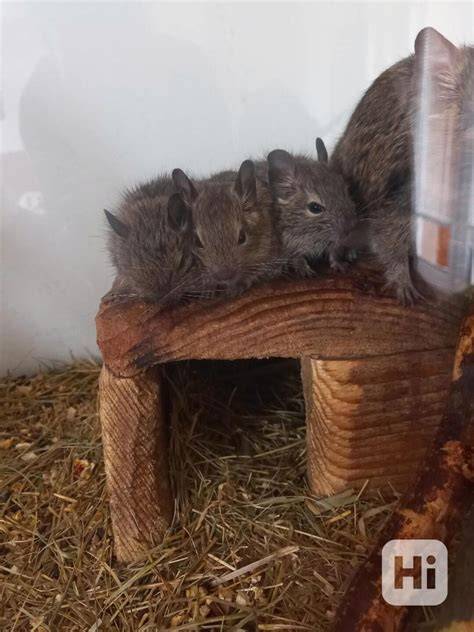 dvaja samci osmákov degu v klietke