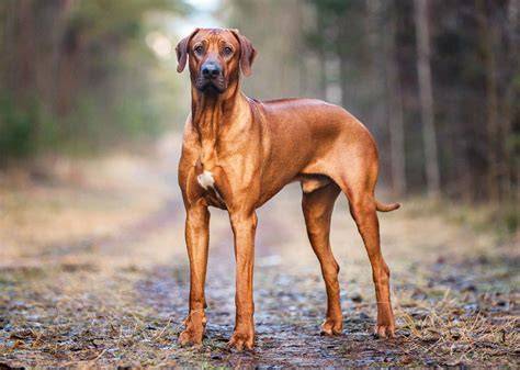 Rodézsky ridgeback s charakteristickým ridge
