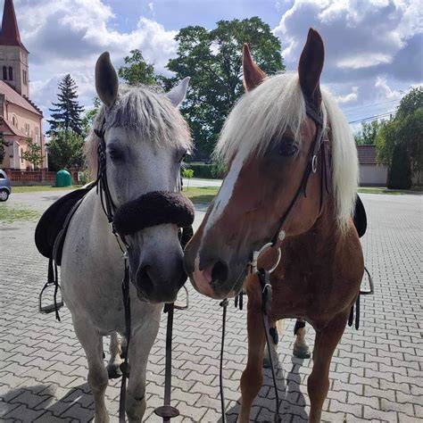 Hafling kone jazdecká škola Nitra