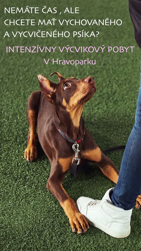 Individuálny výcvik psa pri poslušnosti