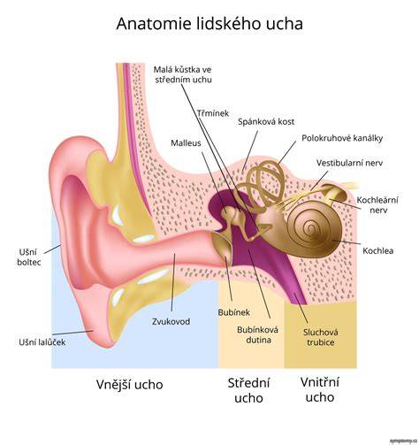schéma anatómie ucha králika