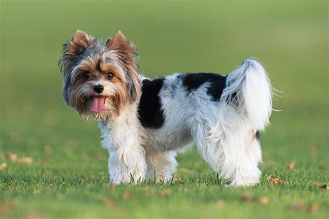 World Dog Show biewer teriéry v kruhu