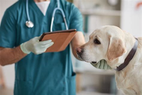 Pes s mikročipom u veterinára