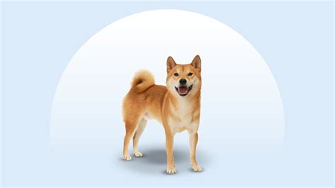 Shiba Inu žuje bezpečnú žuvaciu maškrtu