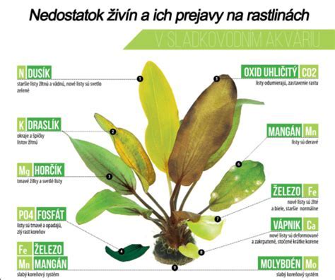 schéma rozmiestnenia rastlín v akváriu