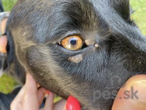 pes so slziacim okom u veterinára