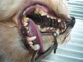 Veterinárne čistenie zubov psa