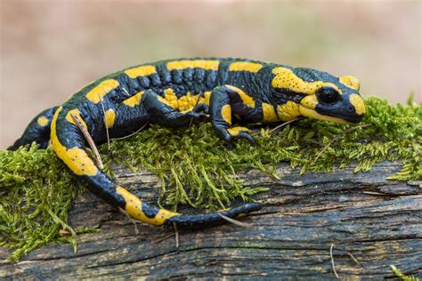 Salamandra škvrnitá v lesnom prostredí