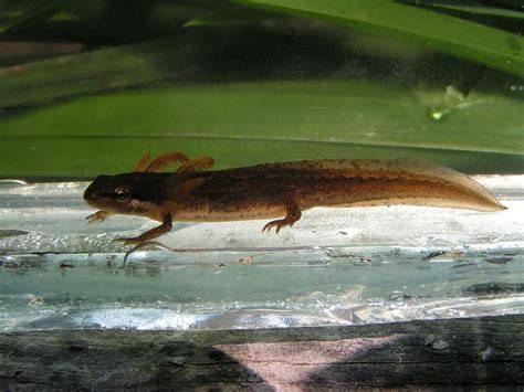 Larva salamandry škvrnitej vo vode