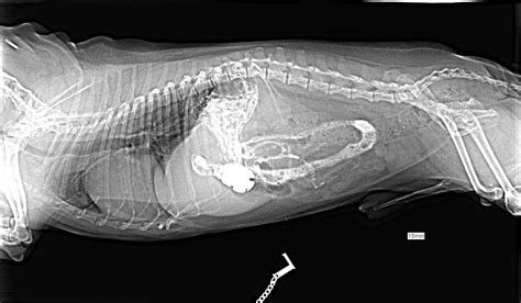 Veterinárna endoskopia tráviaceho traktu
