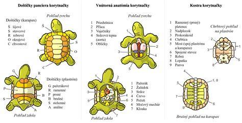 Stavba panciera korytnačky karapax plastrón