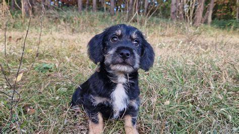 Čierne labradorské šteniatko v prírode