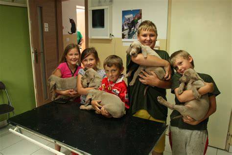 Prvá veterinárna prehliadka šteniatka
