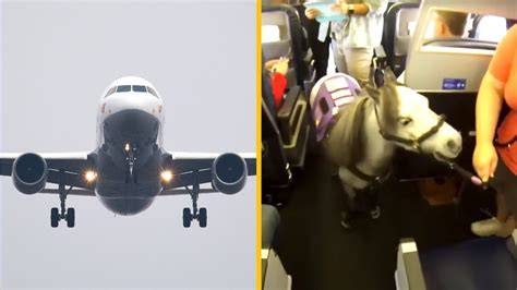 VIP psy v súkromnom lietadle počas letu