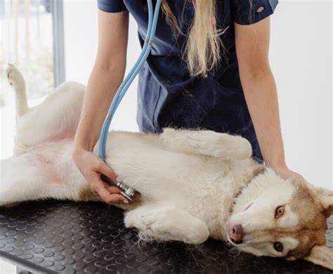 pes na veterinárnom vyšetrení po prehltnutí predmetu