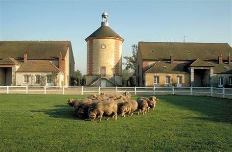 Bergerie Nationale Rambouillet ovce