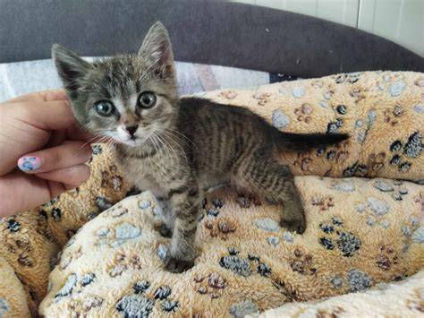 mačiatka na adopciu