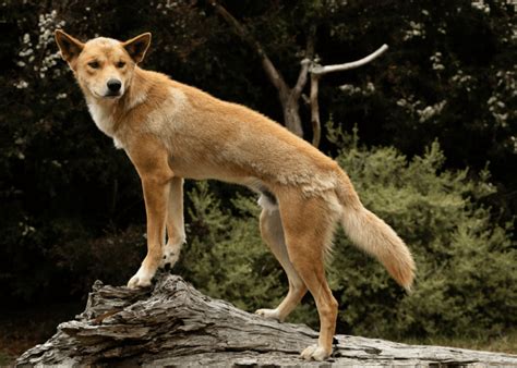 divoký dingo v austrálskej krajine